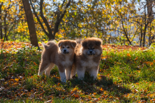 Mizumi und Bonesea